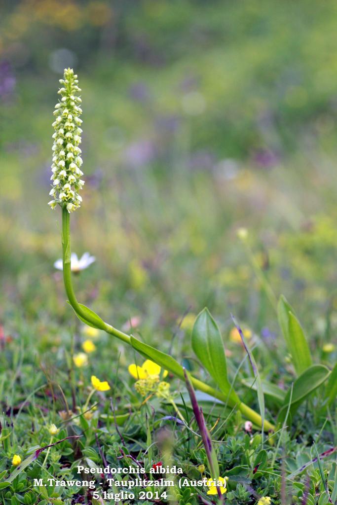 Le Nigritella endemiche delle Alpi austriache  luglio 2014